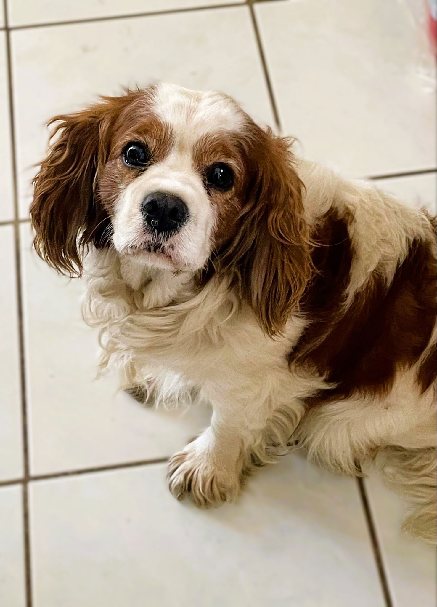 Dog For Adoption - Barry, A Cavalier King Charles Spaniel In Lackawanna 