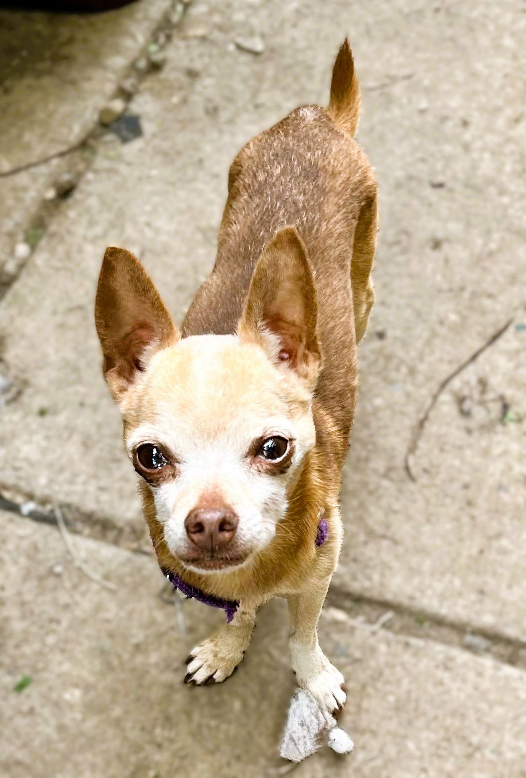 Dog for Adoption - Chico, a Chihuahua in Williamsville, NY | Alpha Paw