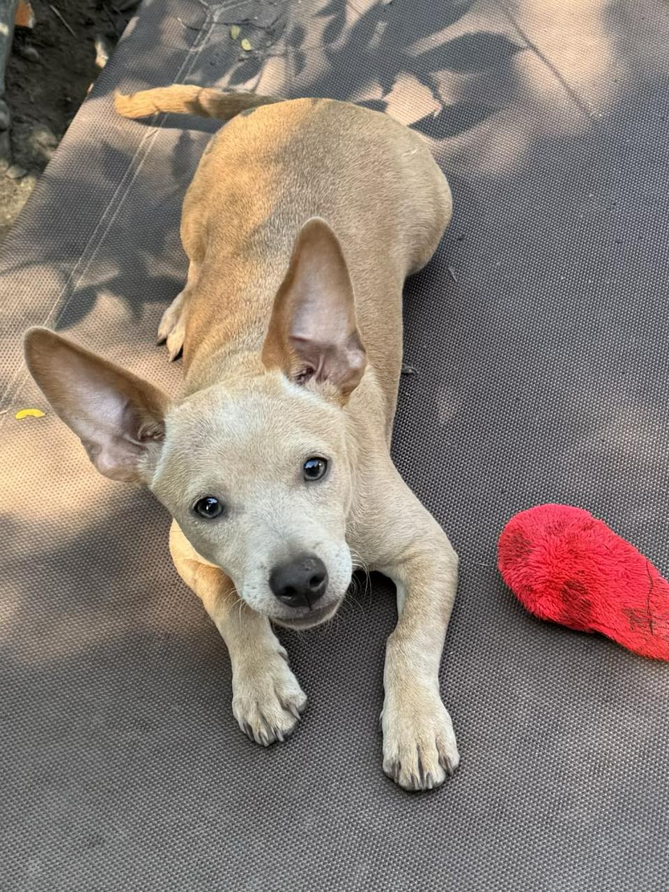 adoptable Dog in Buffalo, NY named Shorty