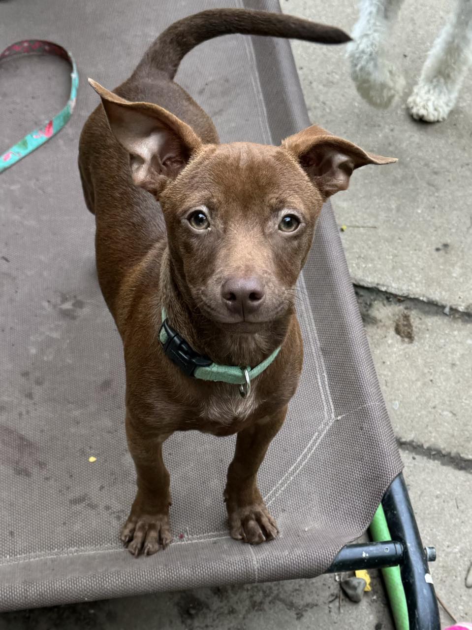 adoptable Dog in Buffalo, NY named Diego