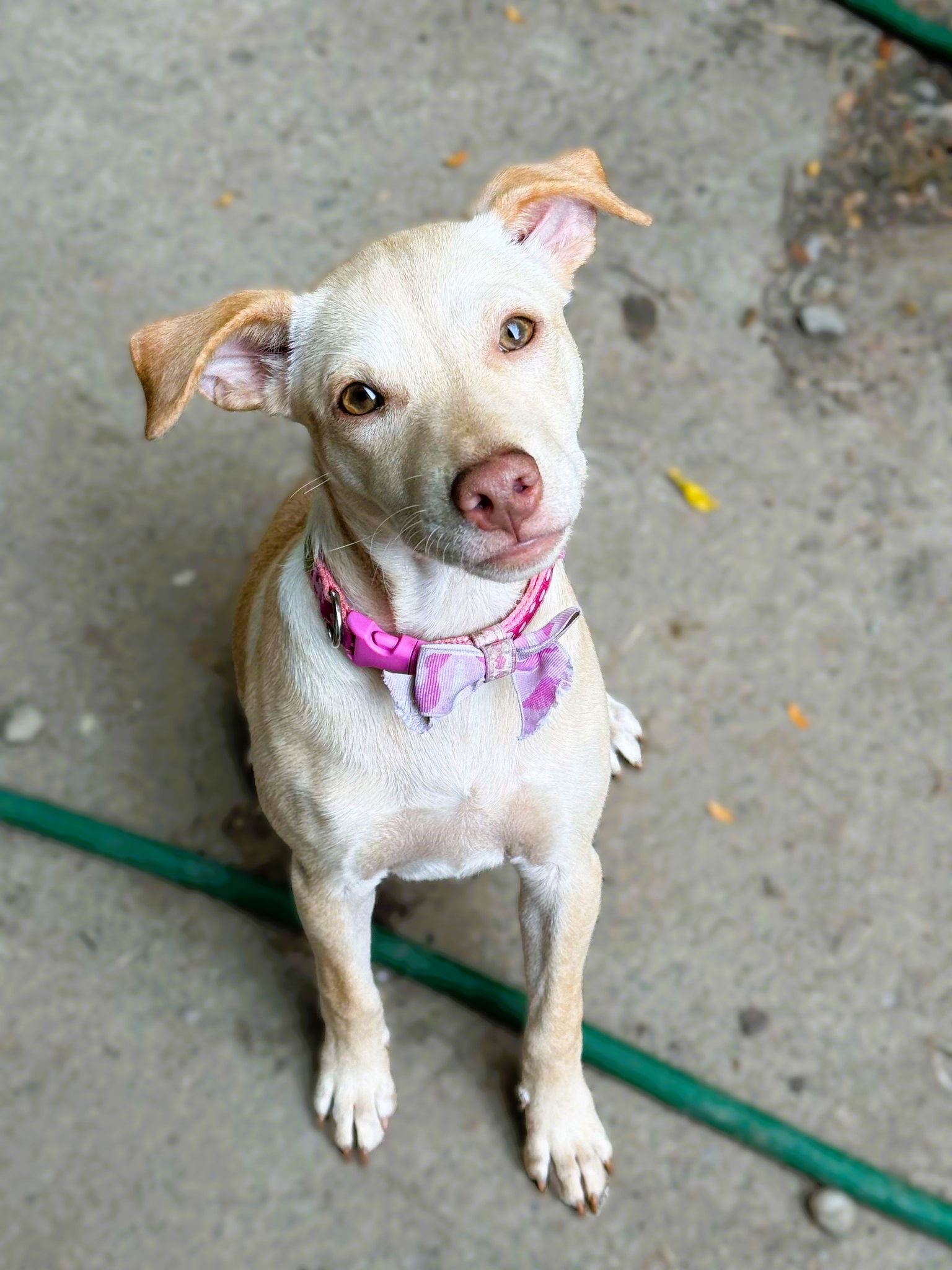 adoptable Dog in Buffalo, NY named Lana