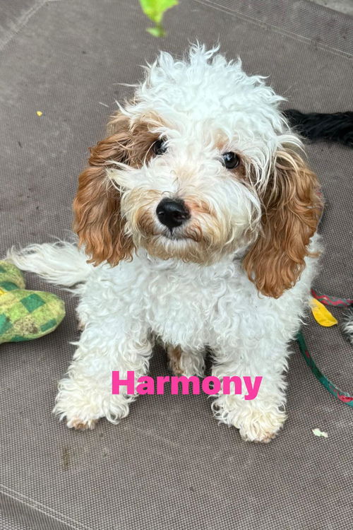 Harmony