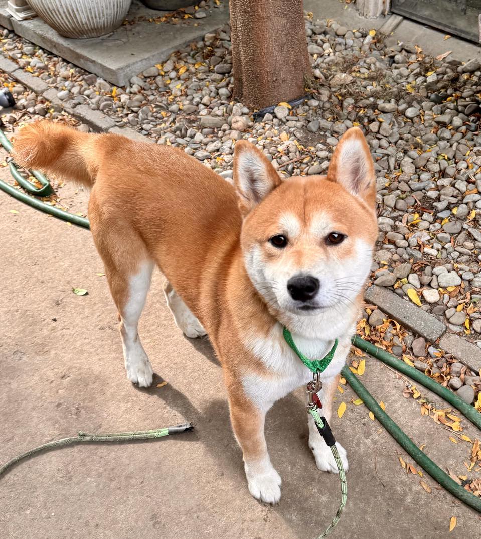 adoptable Dog in Buffalo, NY named Trevor