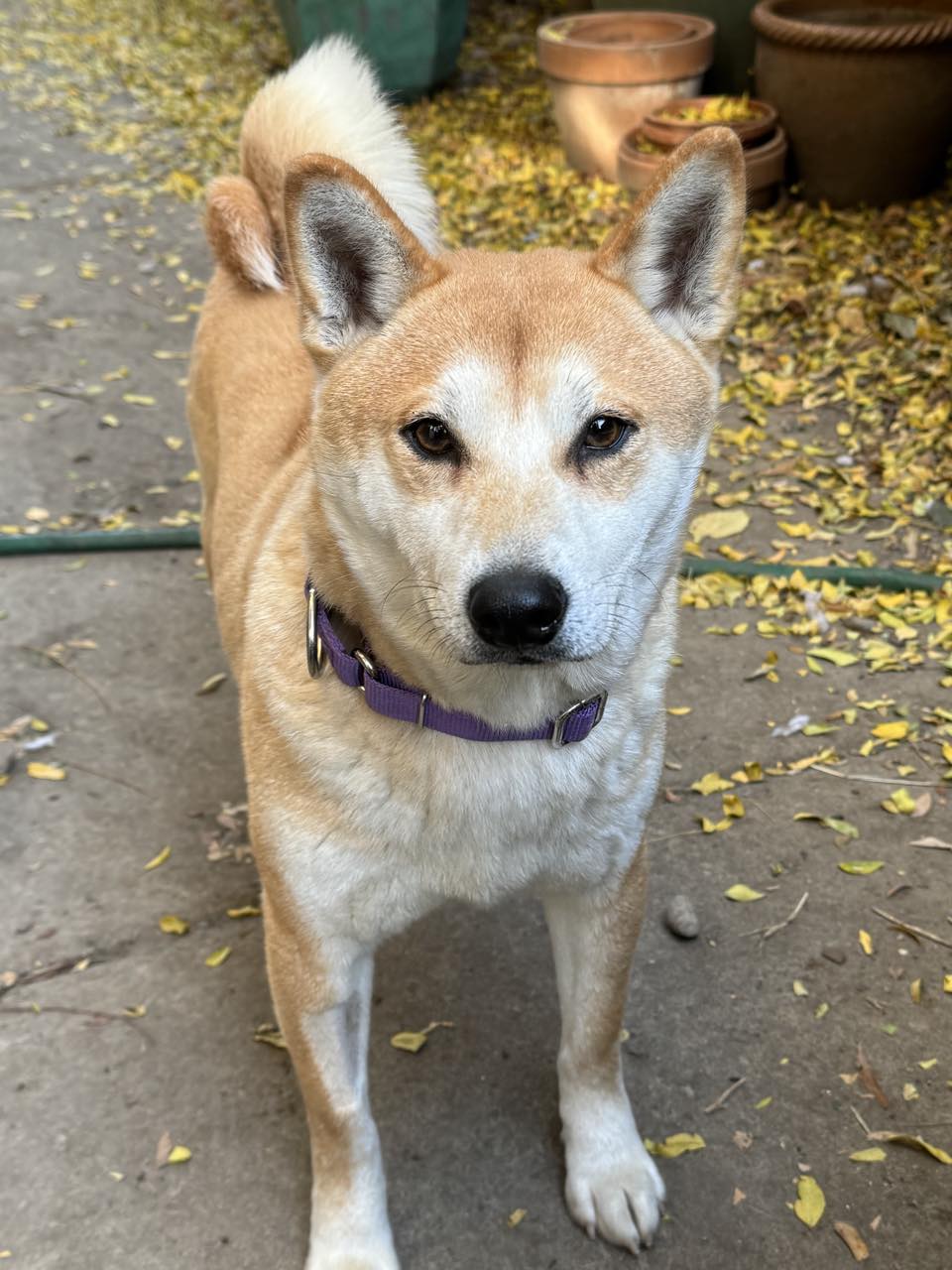 adoptable Dog in Buffalo, NY named Strawberry