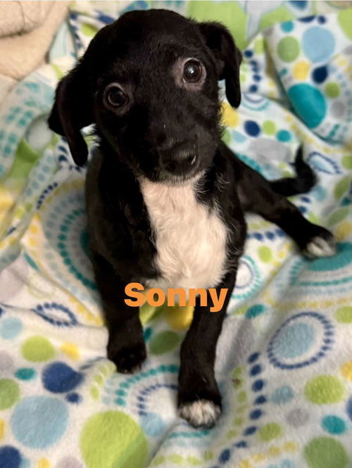 Sonny