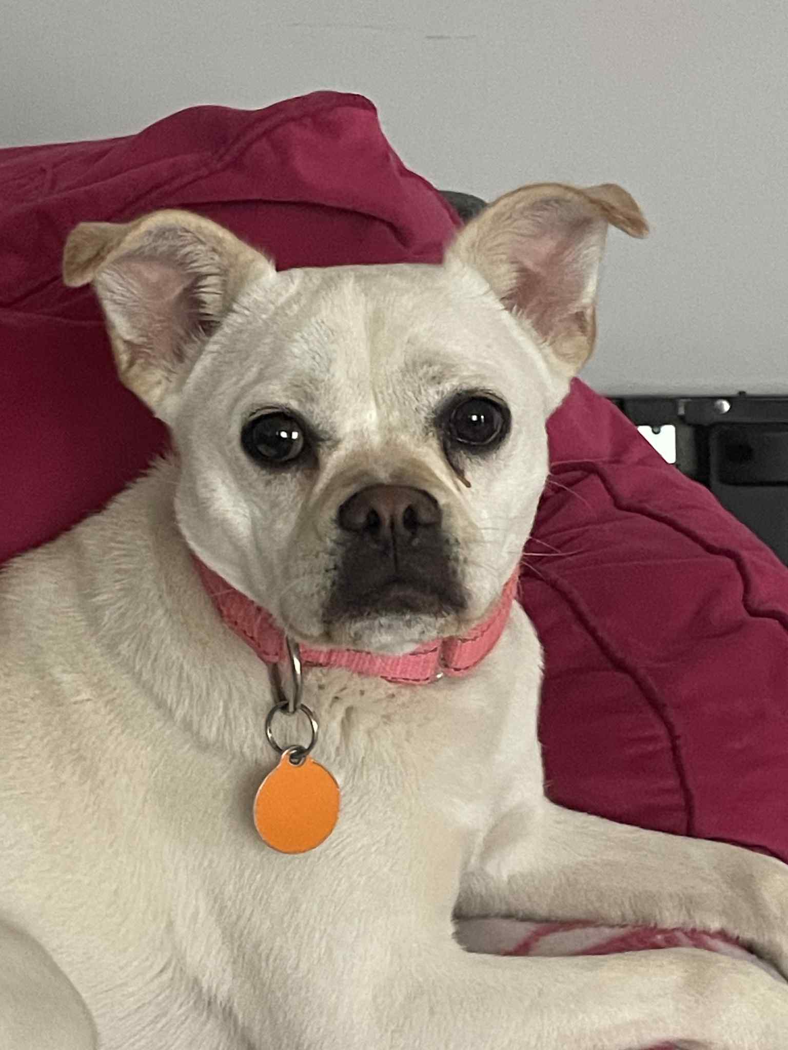 adoptable Dog in Buffalo, NY named Princess