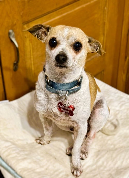 Chester
