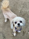 Trixie