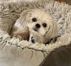 Trixie