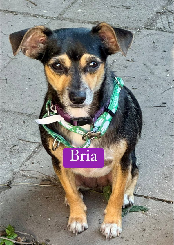 Bria