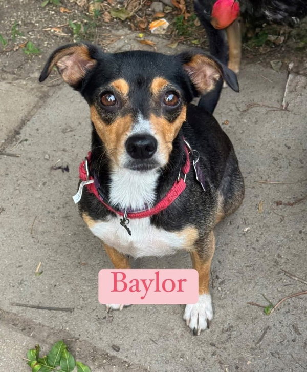 Baylor