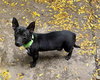 Winnie