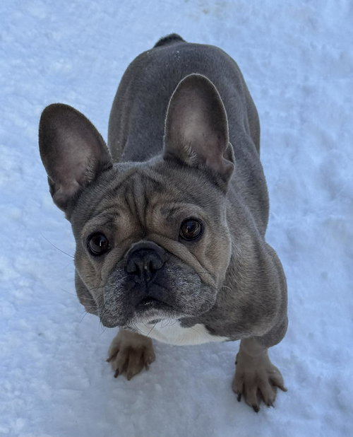 Bijou