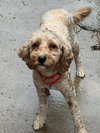 Allie