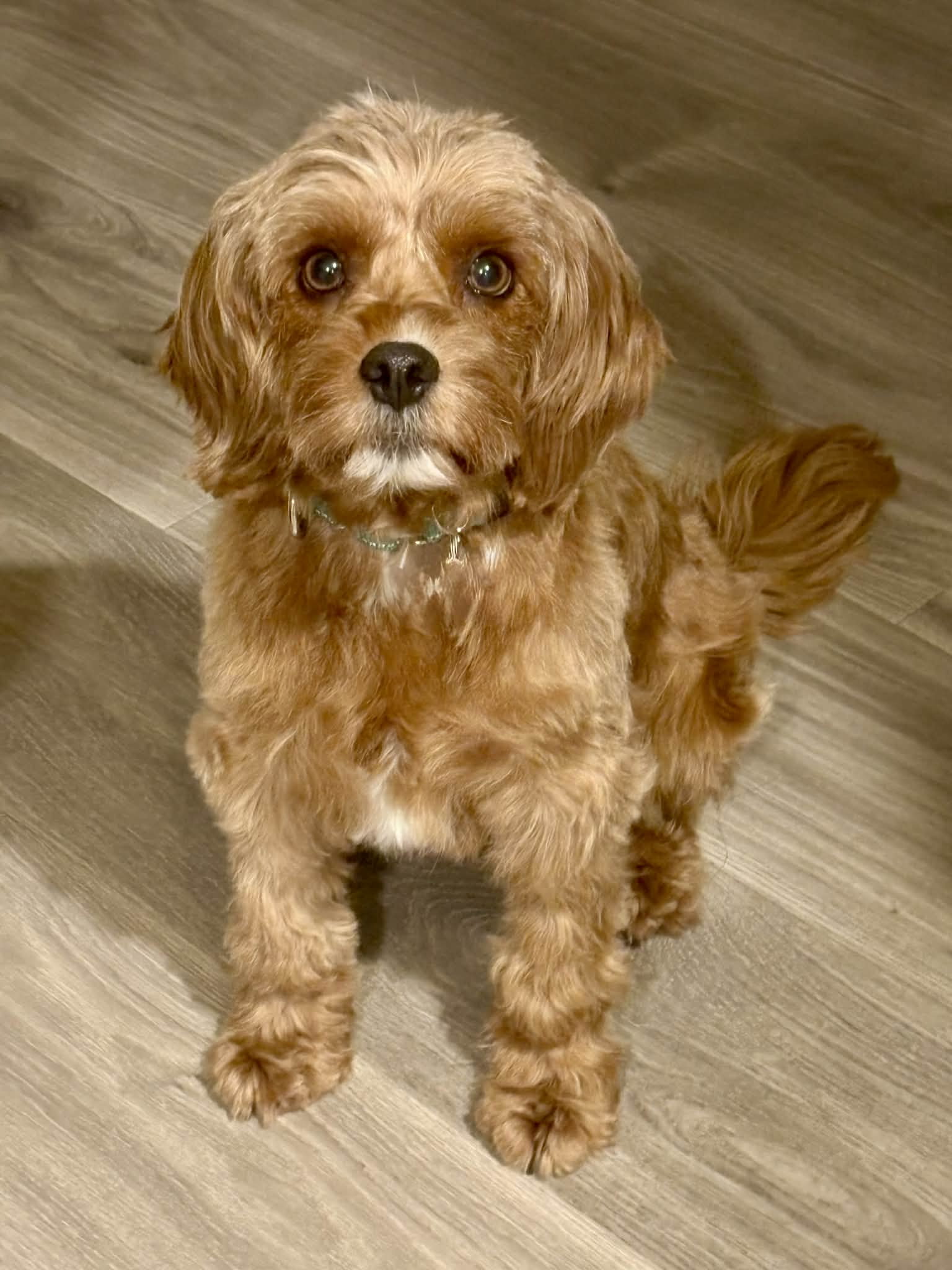 Molly