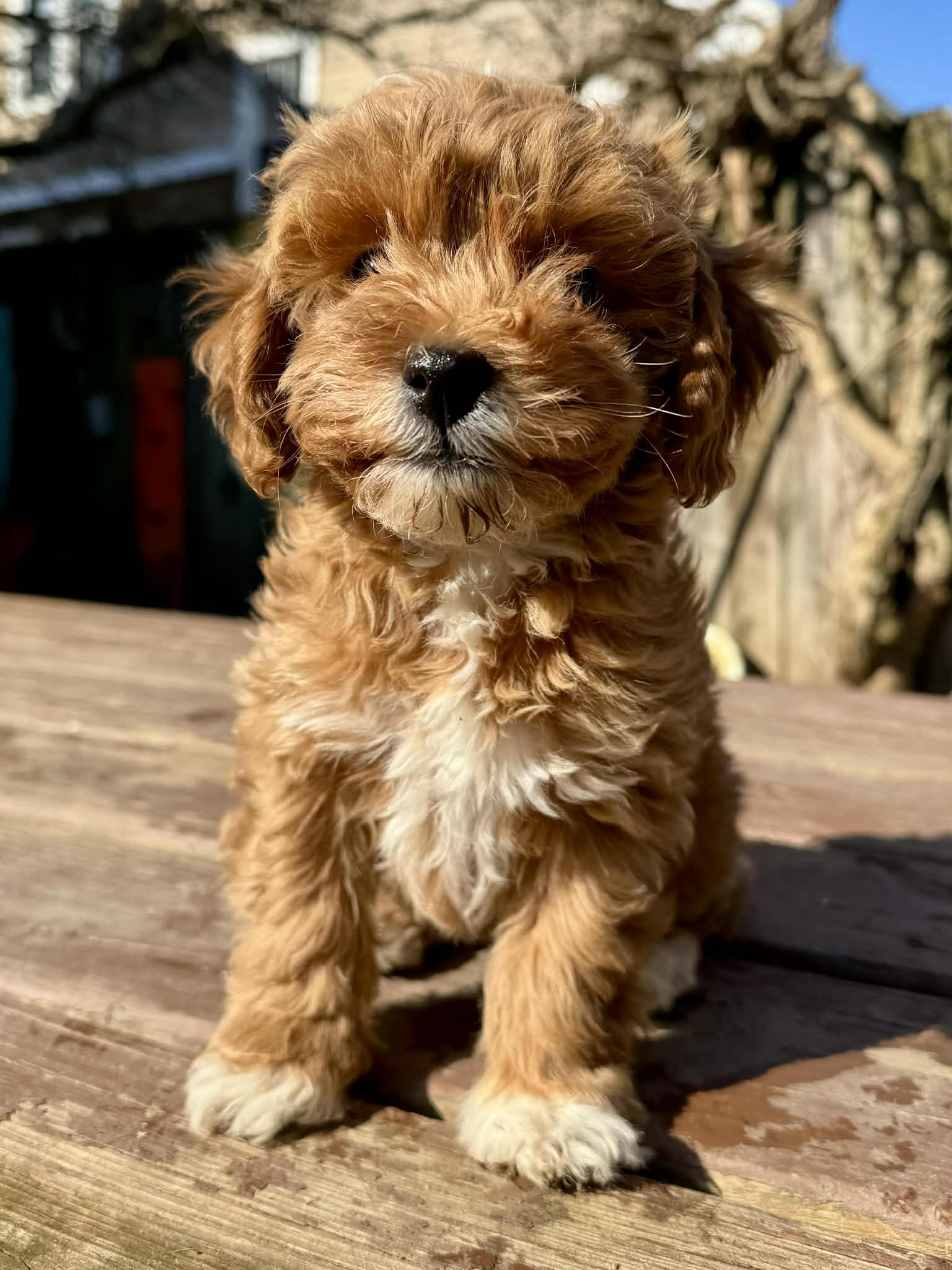 Max