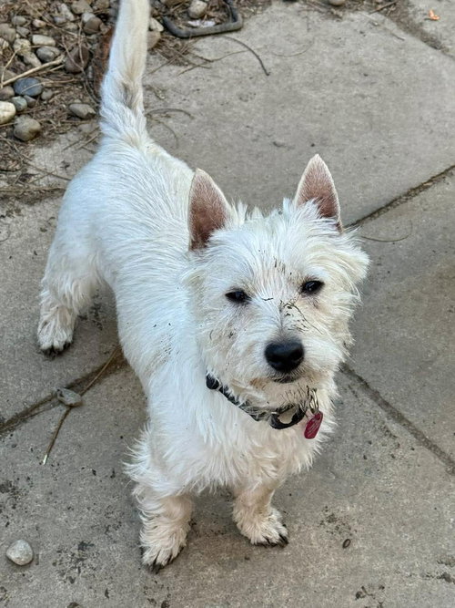 picture of the dog needing adoption
