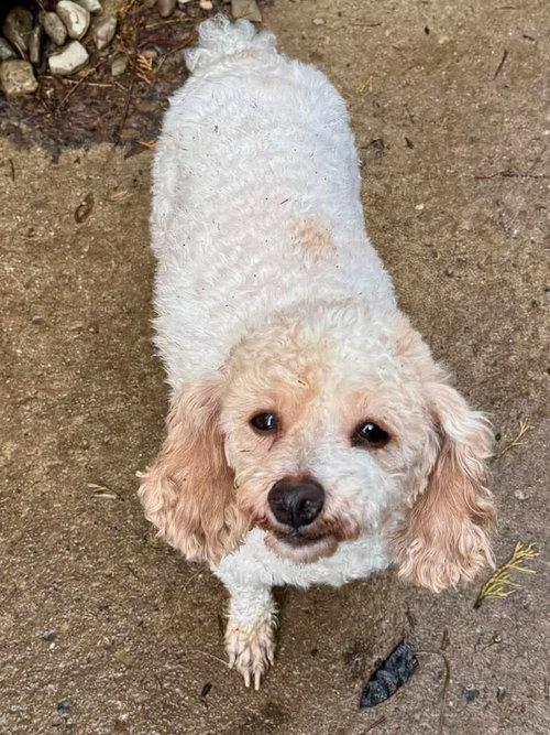 picture of the dog needing adoption