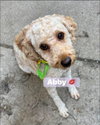 Abby