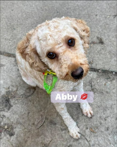Abby