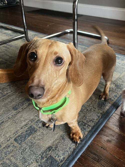 Louie