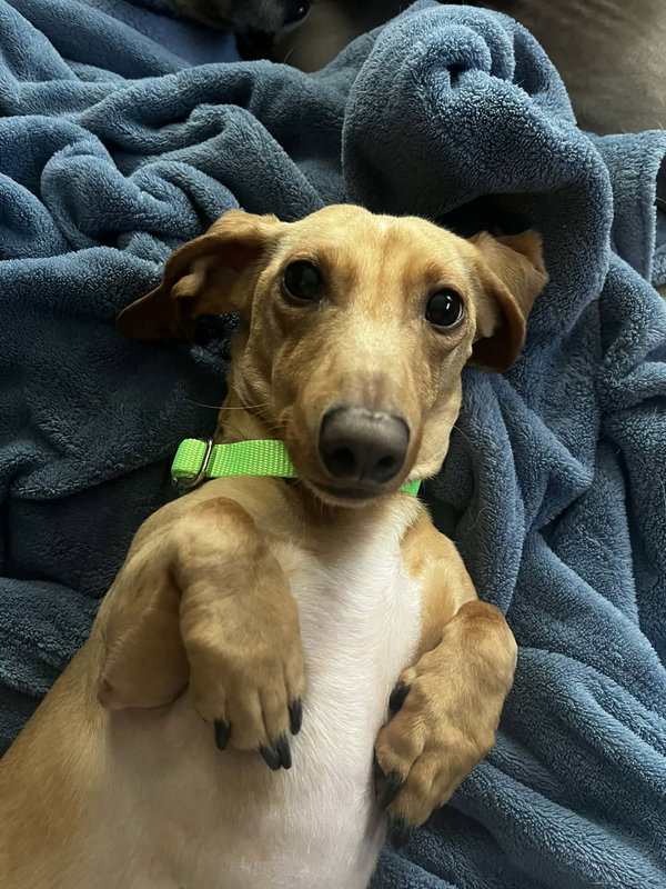 Louie