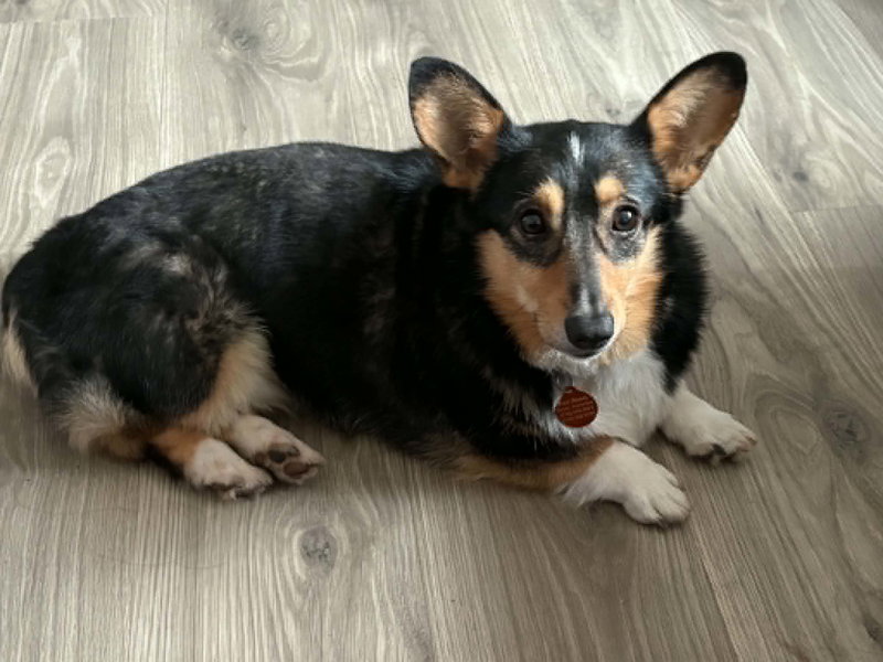 Buttercup, a adult female Pembroke Welsh Corgi