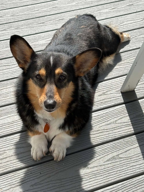 Buttercup, photo 3