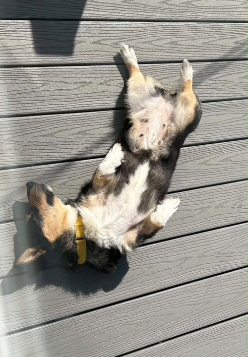 Buttercup, photo 2