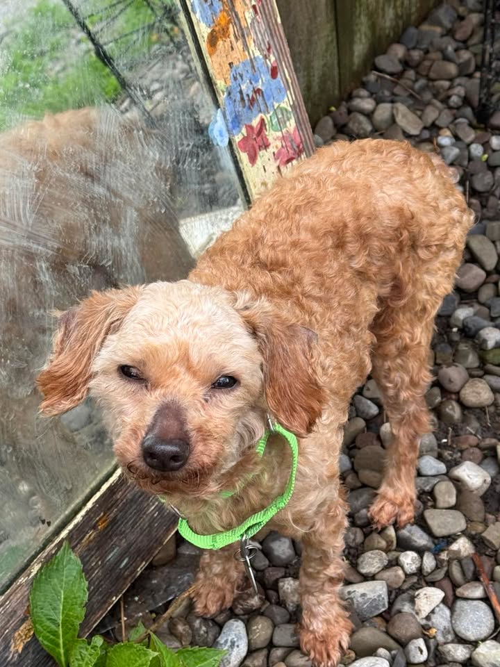 Ziggy