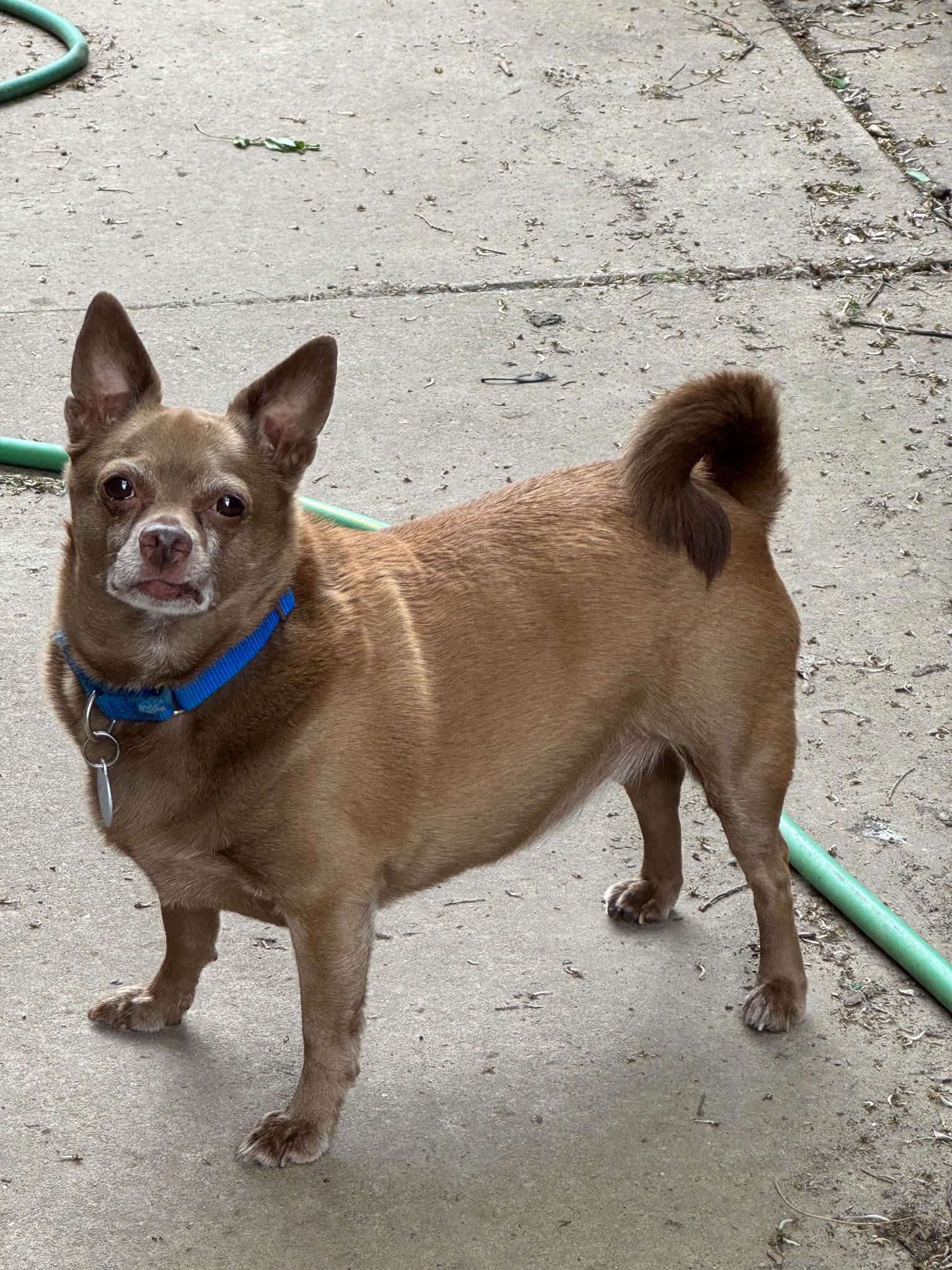 Petey image 3