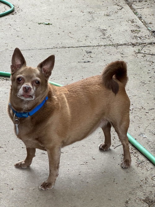 Petey, photo 2