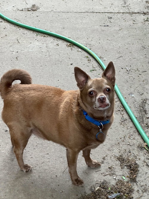 Petey, photo 3