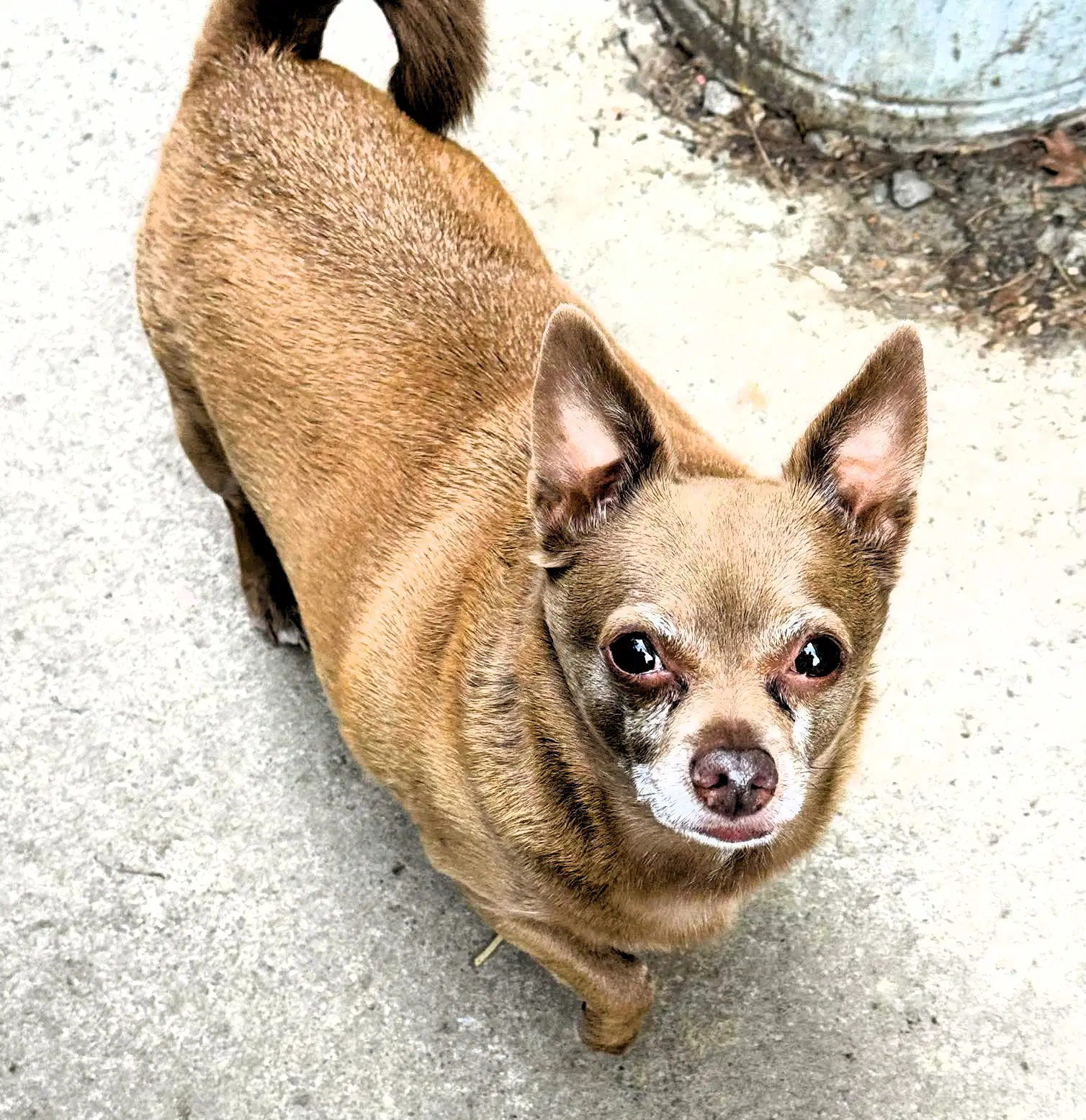 Petey - Chihuahua