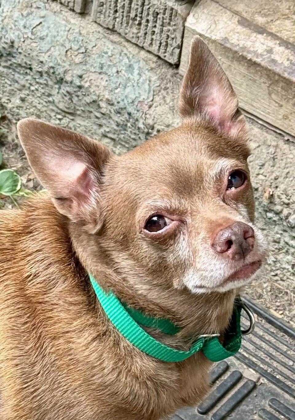Petey image 1