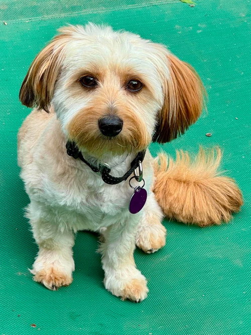 Teddy