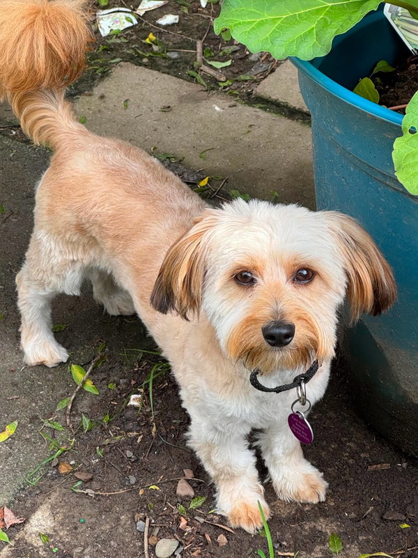 Teddy