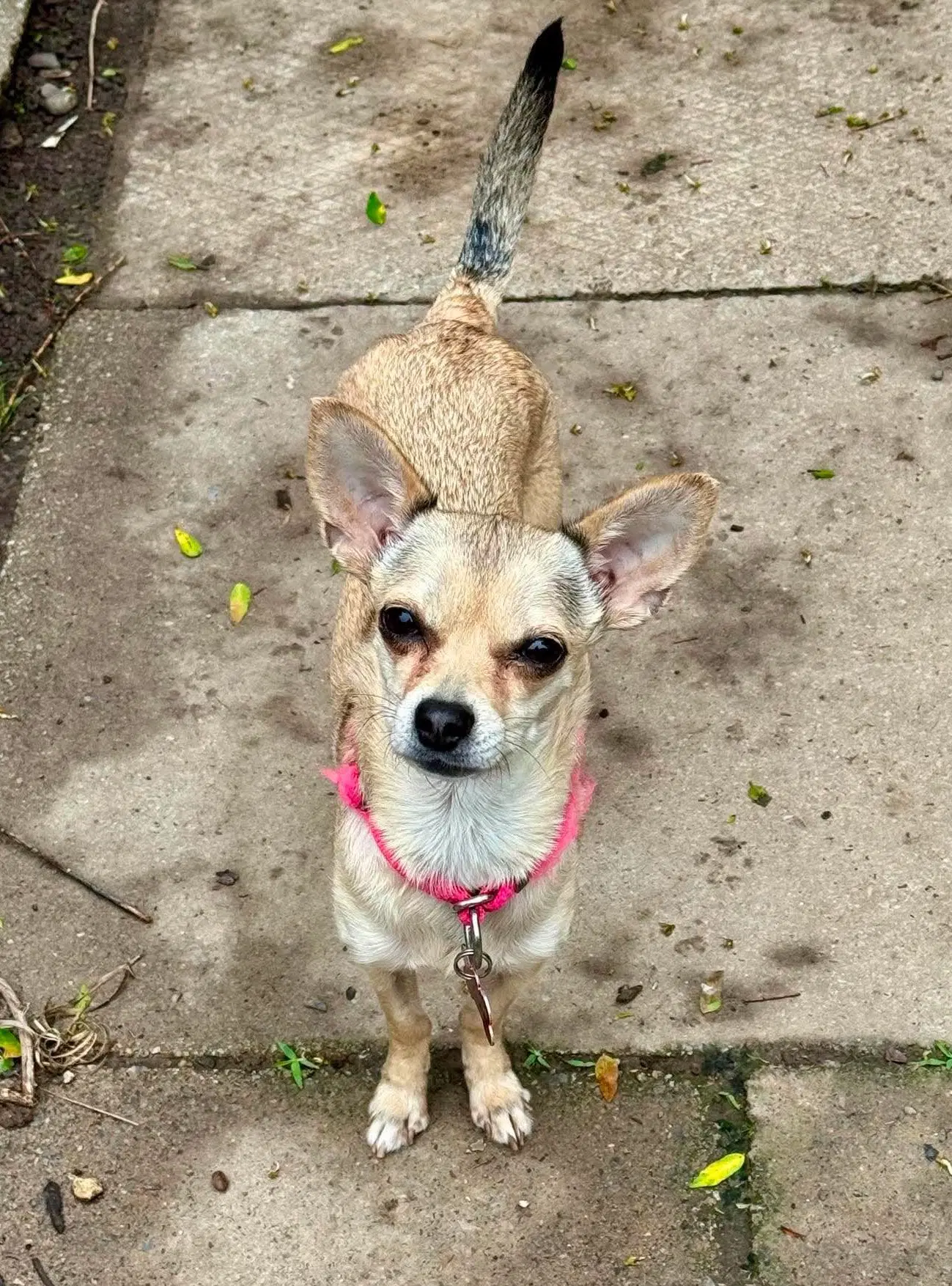 Maya - Chihuahua