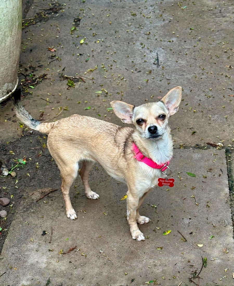 Maya