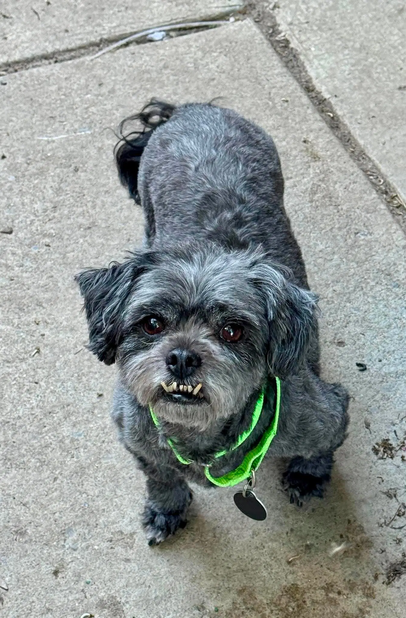 Buffy - Shih Tzu
