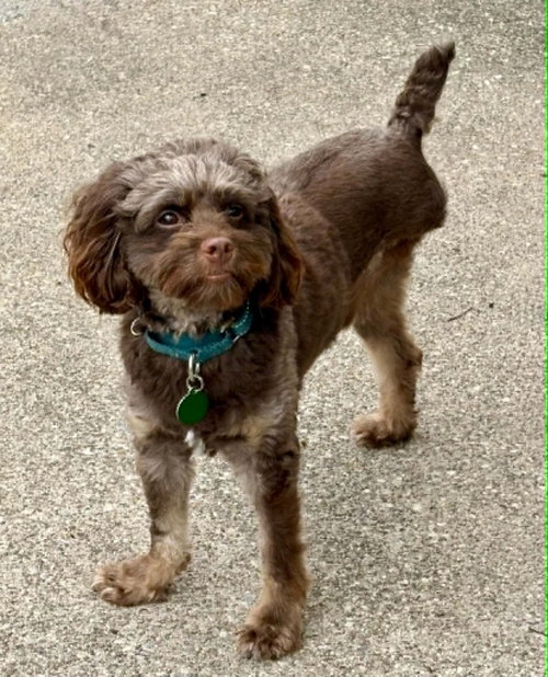 picture of the dog needing adoption