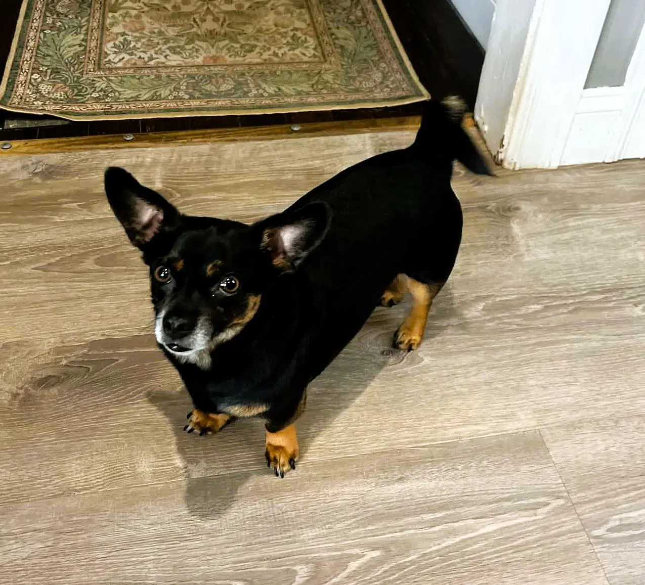 Roscoe image 2