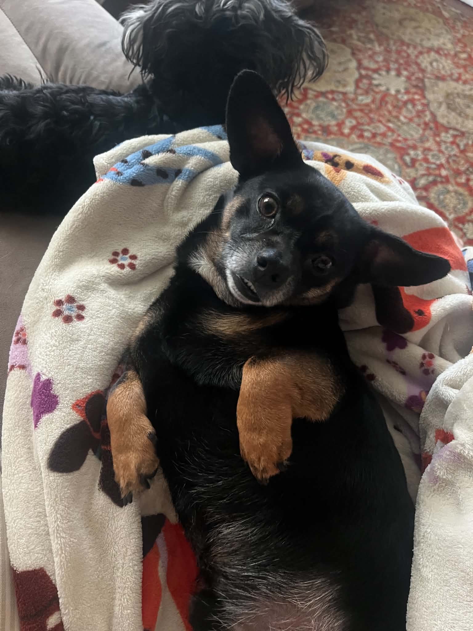 Roscoe image 3
