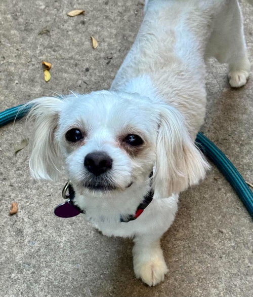 picture of the dog needing adoption