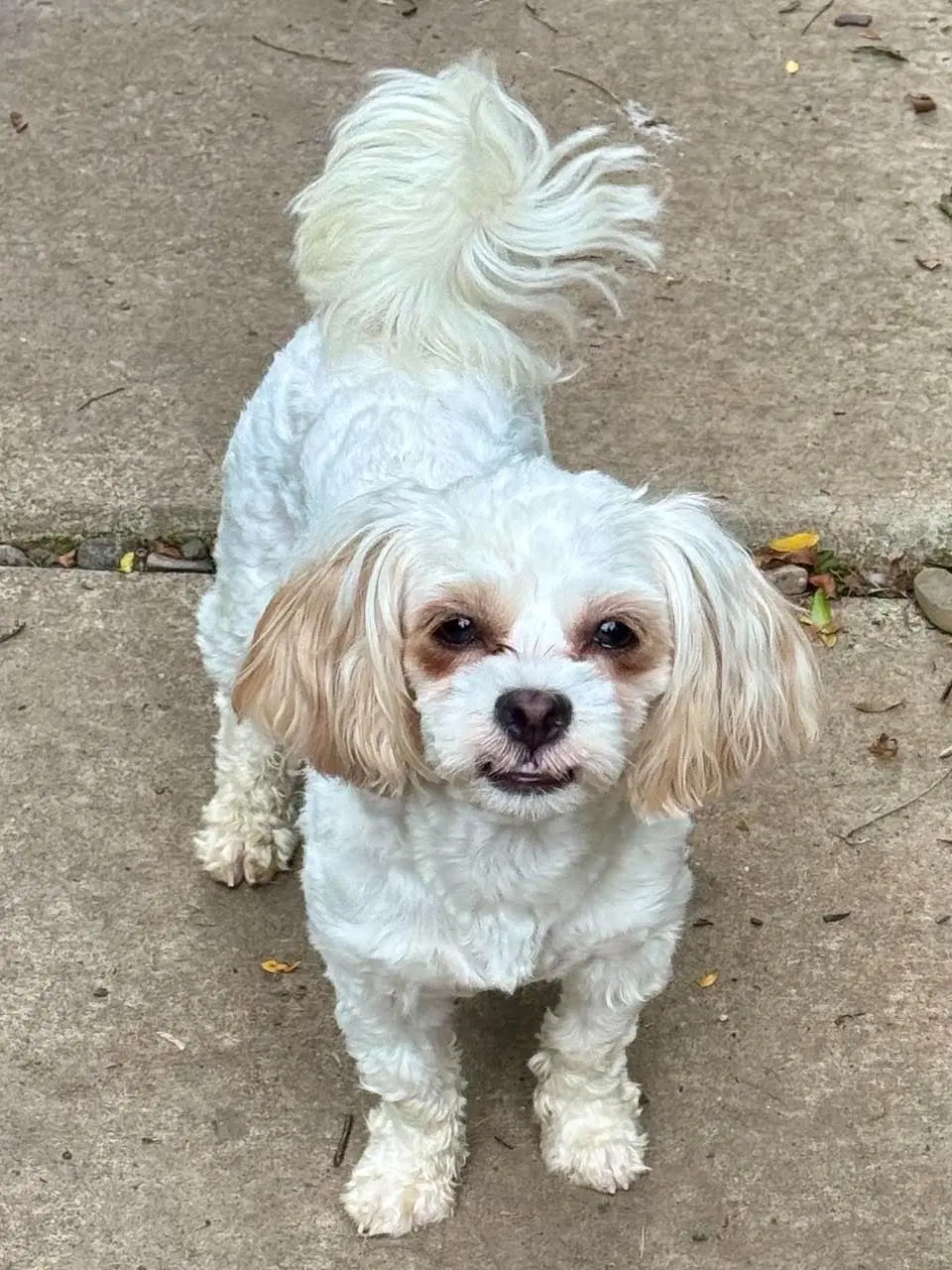 Tootie - Shih Tzu