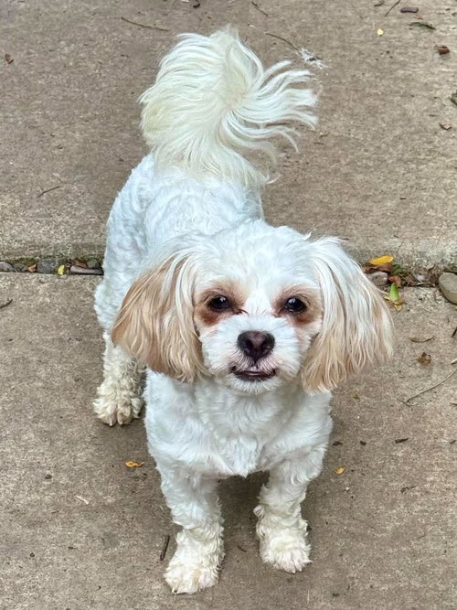 picture of the dog needing adoption