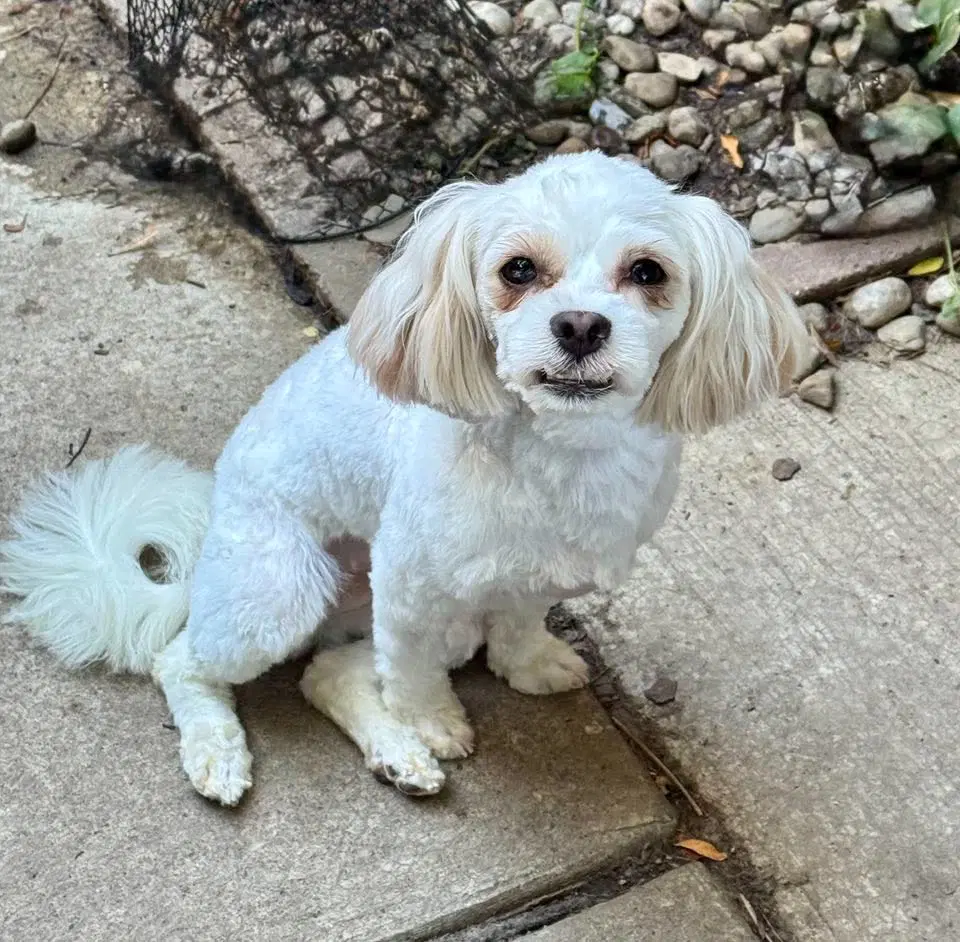 Tootie image 2