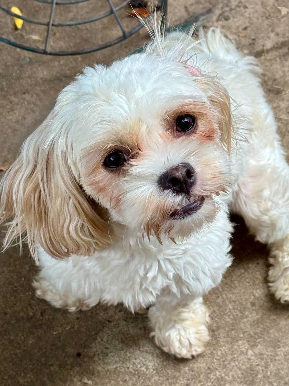 Tootie, Shih Tzu