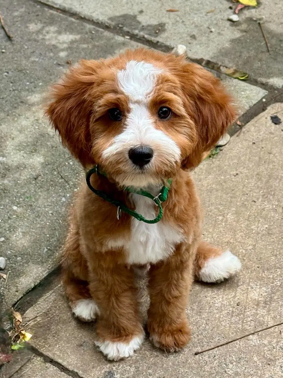 Walter - Cavalier King Charles Spaniel