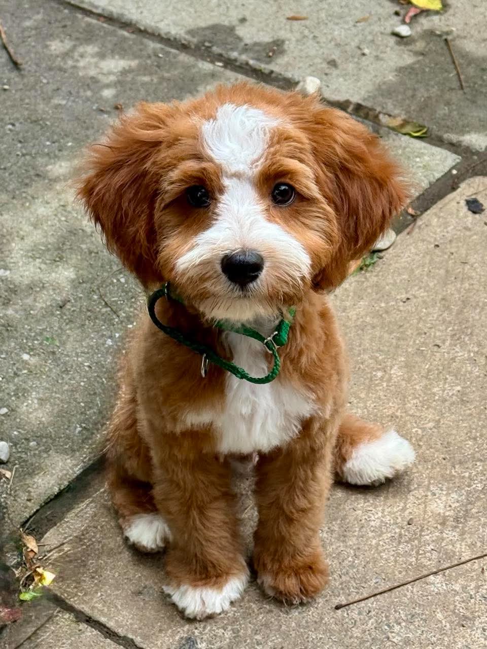 Walter
